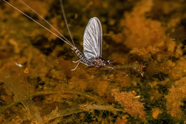 Small Adult Mayfly Genus Traverhyphes — Stock Photo, Image
