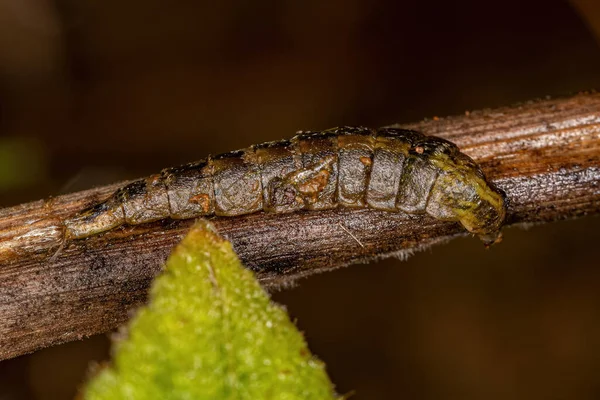 Small Soldier Fly Larvae Subfamily Stratiomyinae — Stock Fotó