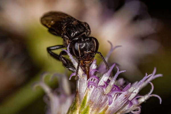 Abeja Adulta Sin Aguijón Del Género Partamona —  Fotos de Stock