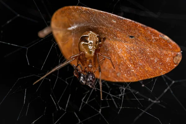 Adult Female Comb Footed Platform Spider Species Nihonhimea Tesselata Preying — Stockfoto