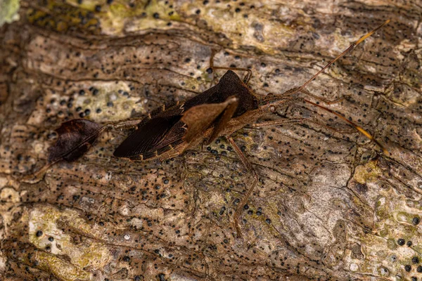 Dospělý Listnatý Brouk Rodu Leptoglossus — Stock fotografie