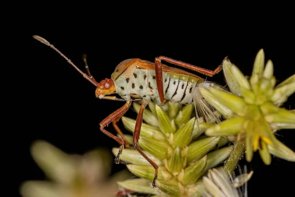 Adult Leaf Footed Bug Species Hypselonotus Orientalis — Foto de Stock