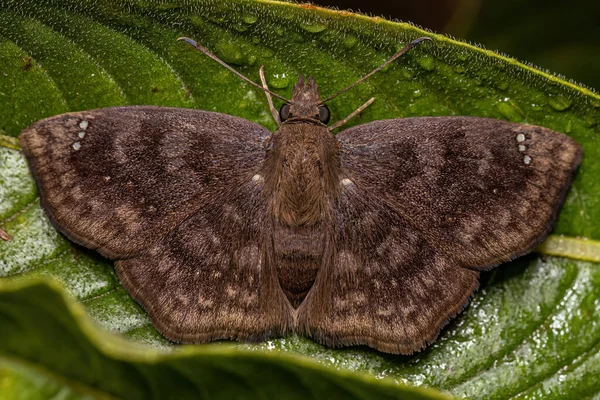 Adult Brown Moth Genus Nisoniades — Stok Foto