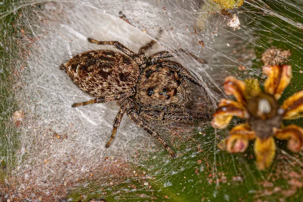 Kleine Männliche Springspinne Vom Substamm Dendryphantina — Stockfoto