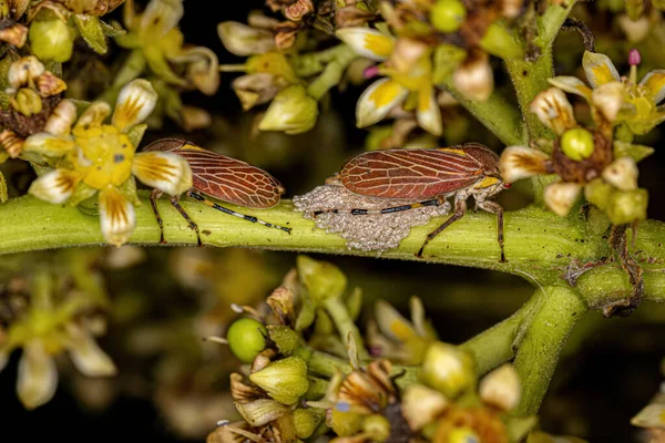Aetalionid Treehopper Adult Aetalionid Regramatum — 스톡 사진