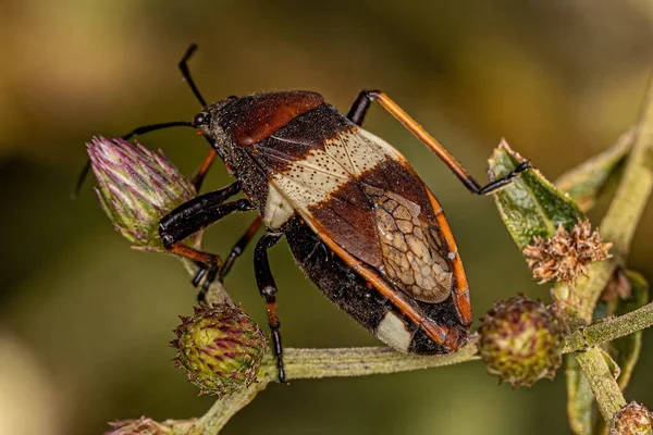Adult Bordered Plant Bug Species Largus Balteatus — Fotografia de Stock