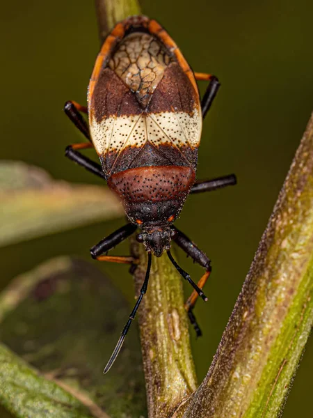 Adult Bordered Plant Bug Species Largus Balteatus — Stock fotografie