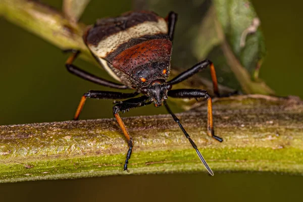 Adult Bordered Plant Bug Species Largus Balteatus — Stok fotoğraf