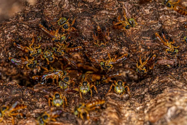 Adult Stingless Bee Genus Tetragonisca — Stok fotoğraf