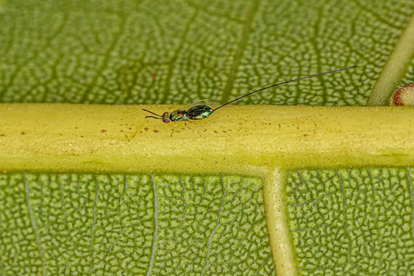 Adult Fig Wasp Subfamily Sycophaginae — Stock Photo, Image