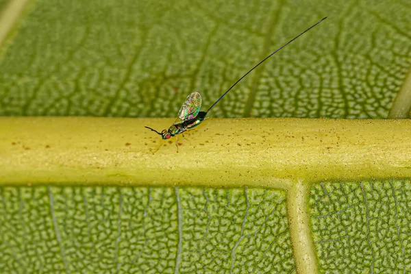 Adult Fig Wasp Subfamily Sycophaginae — Fotografia de Stock