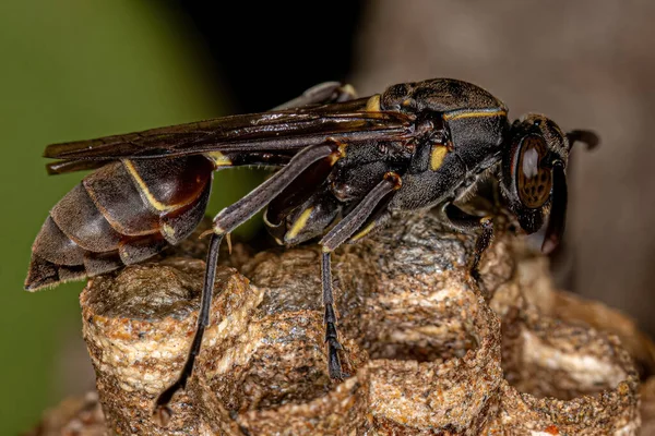 Mischocyttarus Cinsinin Yetişkin Uzun Belli Kağıt Arısı — Stok fotoğraf