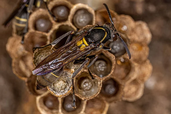Adult Long Waisted Paper Wasp Genus Mischocyttarus — ストック写真