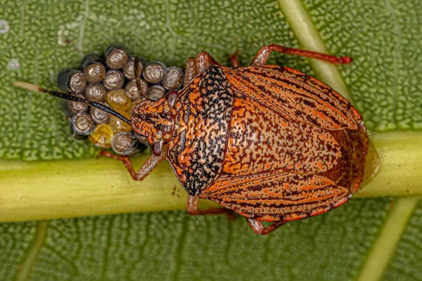 Adult Female Stink Bug Species Antiteuchus Sepulcralis Protecting Eggs — Zdjęcie stockowe