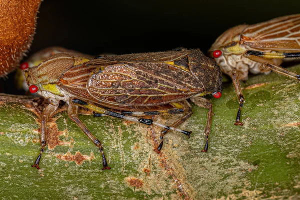 Vuxen Aetalionid Treehopper Arten Aetalion Reticulatum — Stockfoto