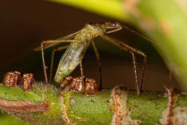 Adult Assassin Bug Tribe Harpactorini Oviposition Laying Eggs — Stockfoto
