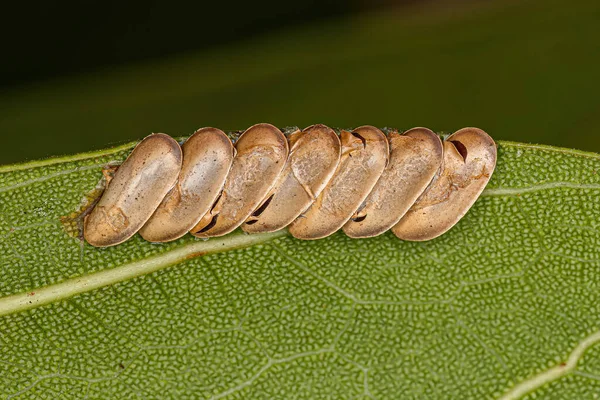 Levél Katydid Kikelt Tojások Alcsalád Phaneropterinae — Stock Fotó