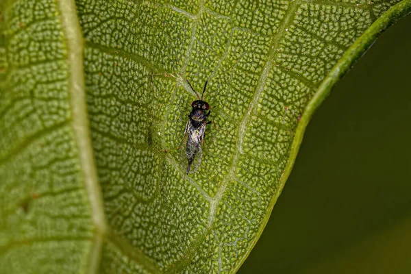 Adult Chalcidoid Wasp Subfamily Pteromalinae — Stock Fotó