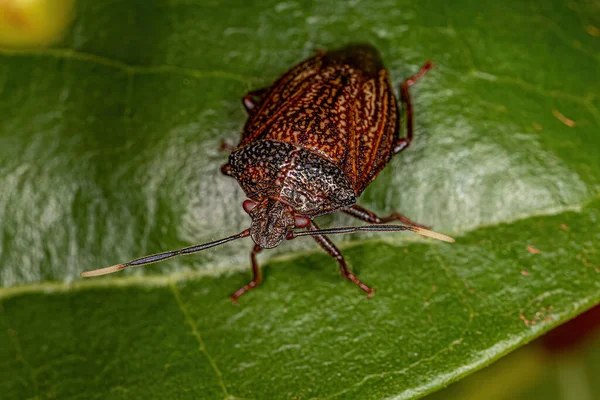 Adult Stink Bug Species Antiteuchus Sepulcralis — Φωτογραφία Αρχείου