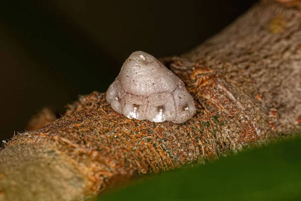 White Tortoise Scale Family Coccidae — Foto de Stock