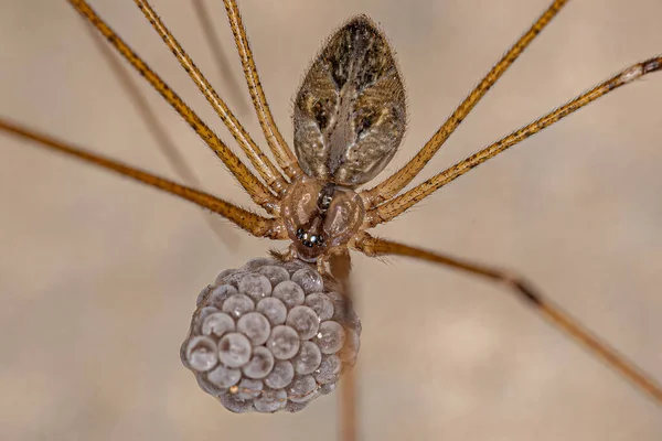 Adulto Feminino Aranha Adega Espécie Physocyclus Globosus Com Ovos — Fotografia de Stock