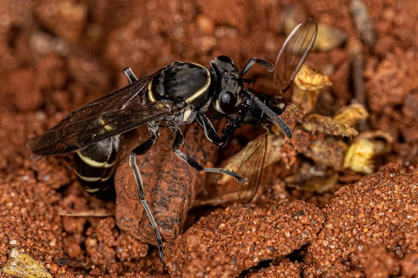Adult Long Waisted Honey Wasp Subgenus Myrapetra Attacking Fly — стоковое фото