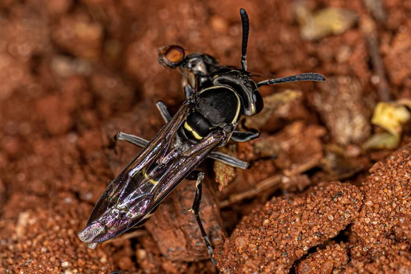 Adult Long Waisted Honey Wasp Subgenus Myrapetra Attacking Fly — Fotografia de Stock