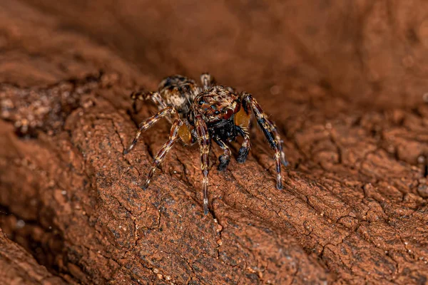 Adult Male Jumping Spider Genus Titanattus — стоковое фото