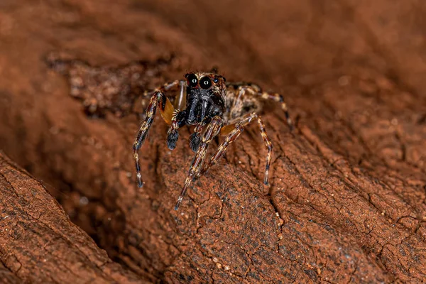 Adult Male Jumping Spider Genus Titanattus — стоковое фото