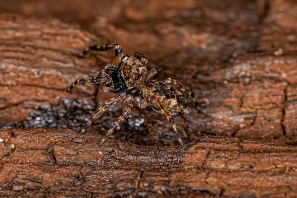 Adult Male Jumping Spider Genus Titanattus — Stock Photo, Image