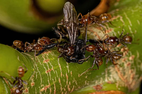 Adult Cecropia Ants Genus Azteca Attacking Adult Female Stingless Bee — Stock Fotó