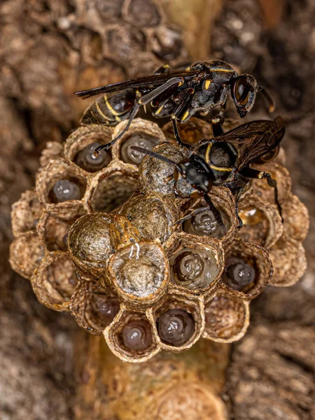 Adult Long Waisted Paper Wasp Genus Mischocyttarus — ストック写真