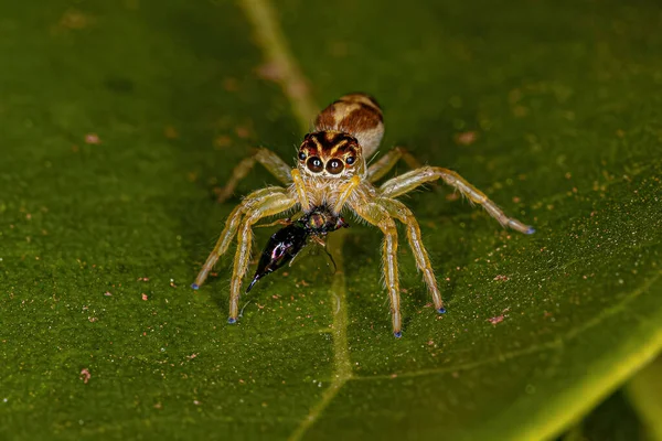 Small Jumping Spider Genus Frigga Preying Wasp — Photo