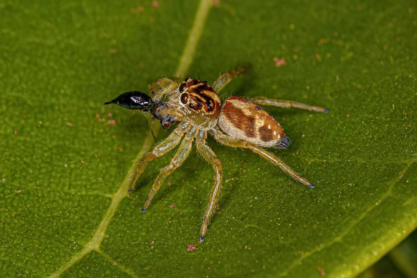 Small Jumping Spider Genus Frigga Preying Wasp — Φωτογραφία Αρχείου