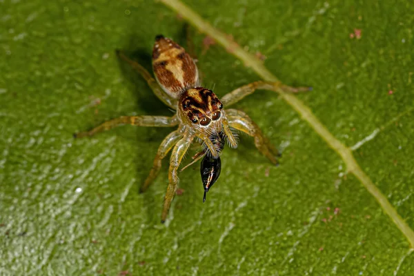 Small Jumping Spider Genus Frigga Preying Wasp — Stock fotografie