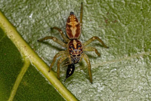 Small Jumping Spider Genus Frigga Preying Wasp — Stock Photo, Image