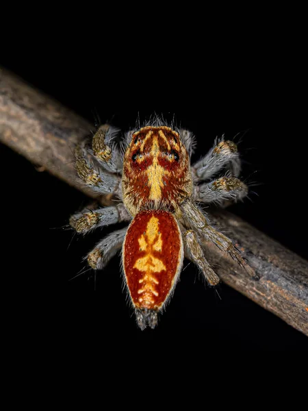 Adulto Feminino Saltando Aranha Gênero Frigga — Fotografia de Stock