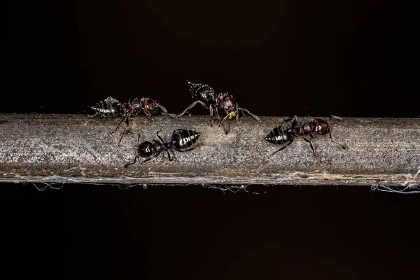 Adult Female Cocktail Ants Genus Crematogaster — 图库照片