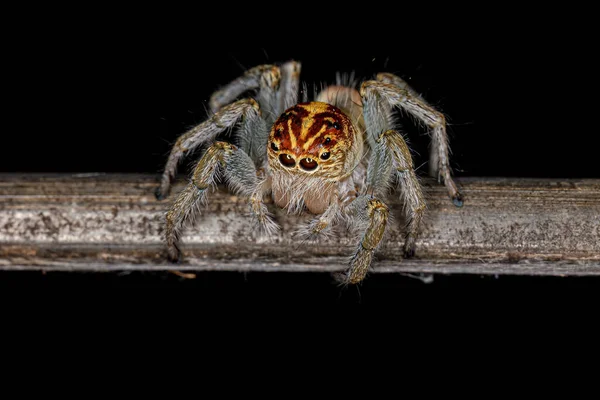 Ausgewachsene Weibliche Springspinne Der Gattung Frigga — Stockfoto