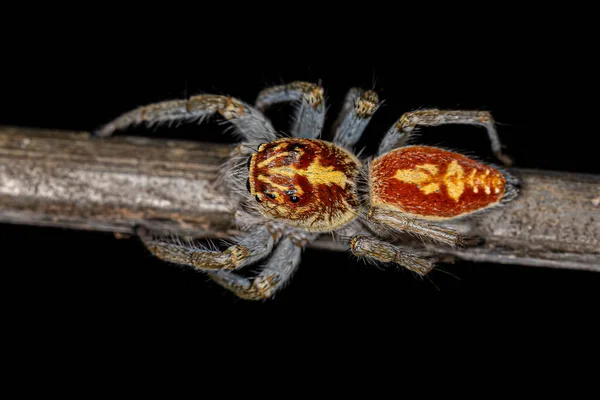 Adult Female Jumping Spider Genus Frigga — Stock Photo, Image