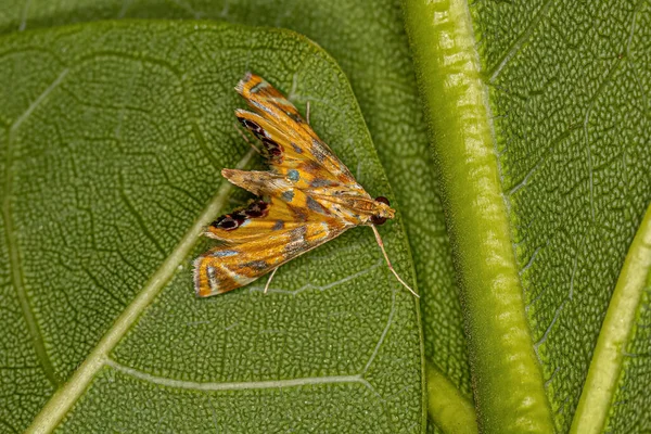 Ενηλίκων Crambid Moth Της Οικογένειας Crambidae — Φωτογραφία Αρχείου