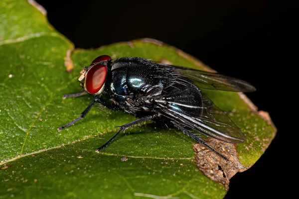 Ausgewachsene Fliege Der Familie Calliphoridae — Stockfoto