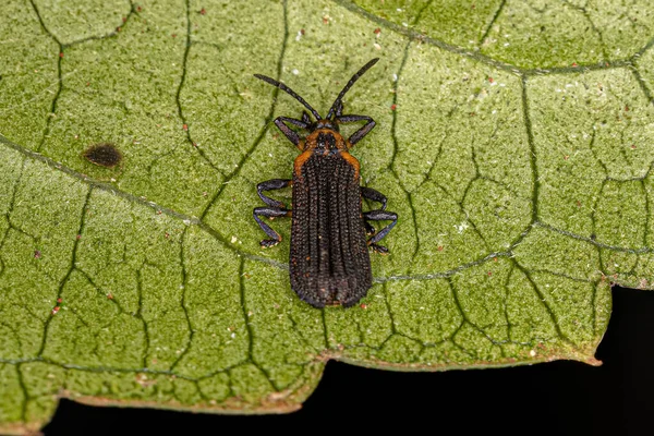 Kumbang Daun Dewasa Dari Suku Chalepini — Stok Foto