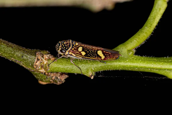 Ενηλίκων Τυπική Leafhopper Της Genus Macugonalia — Φωτογραφία Αρχείου