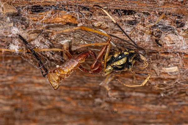 Dead Adult Ichneumonid Wasp Family Ichneumonidae — ストック写真