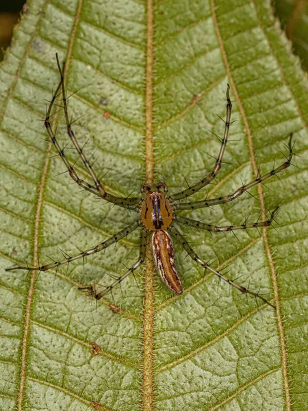 Adult Male Lynx Spider Species Peucetia Rubrolineata — Stockfoto