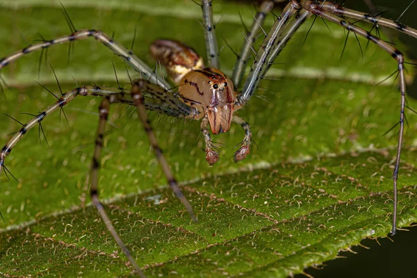 Adult Male Lynx Spider Species Peucetia Rubrolineata — Foto Stock