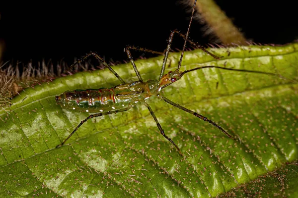 Assassin Bug Nymph Från Stammen Harpactorini — Stockfoto