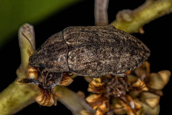 Escaravelho Darkling Adulto Tribo Epitragini — Fotografia de Stock