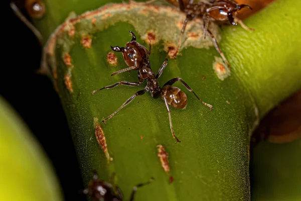 Adult Cecropia Ants Genus Azteca — Stock Photo, Image
